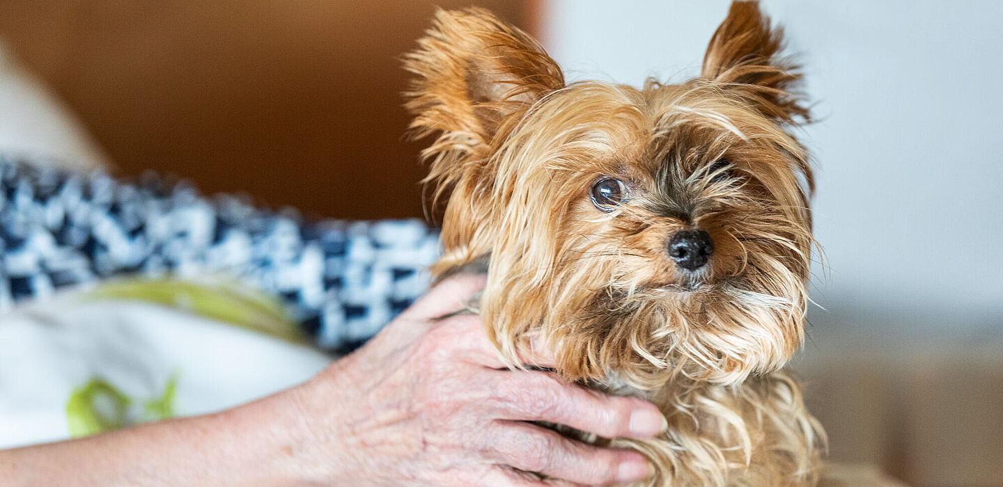 Ein kleiner Yorkshire-Terrier sitzt auf dem Bett einer Bewohnerin und wird von ihr gestreichelt.